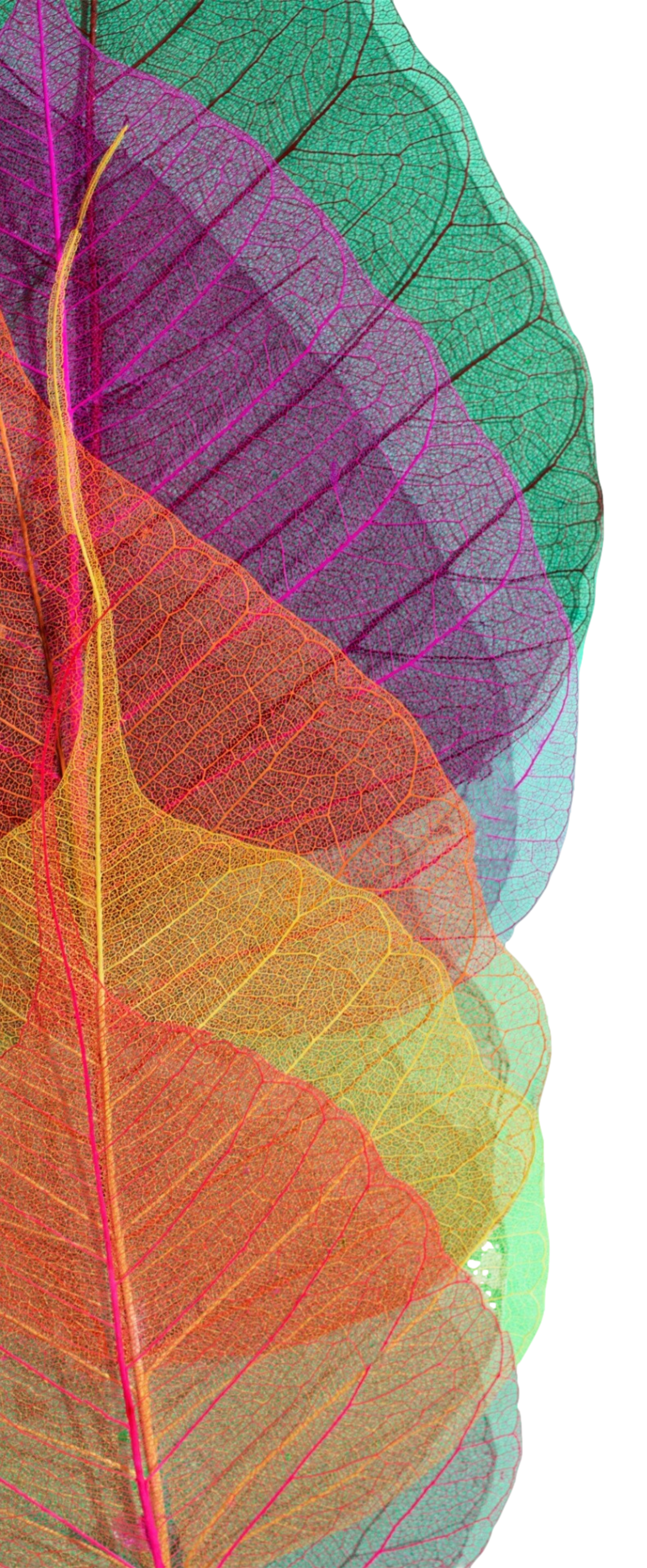 E-book de sustentabilidade ambiental do Condomínio Lares da Mata